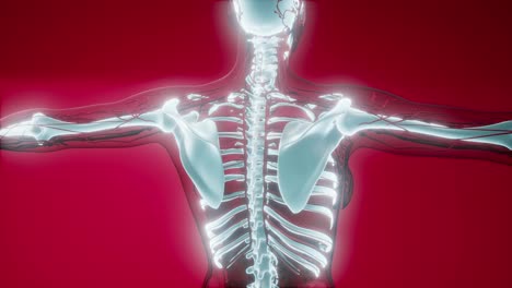 Transparent-Human-Body-with-Visible-Bones